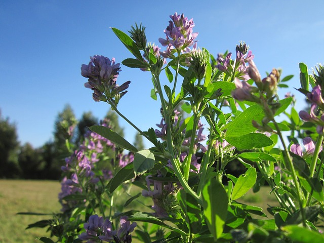 Alfalfa a její účinky na lidské zdraví